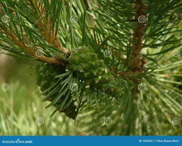 Scots Pine - Description, Properties, Use Of Cones