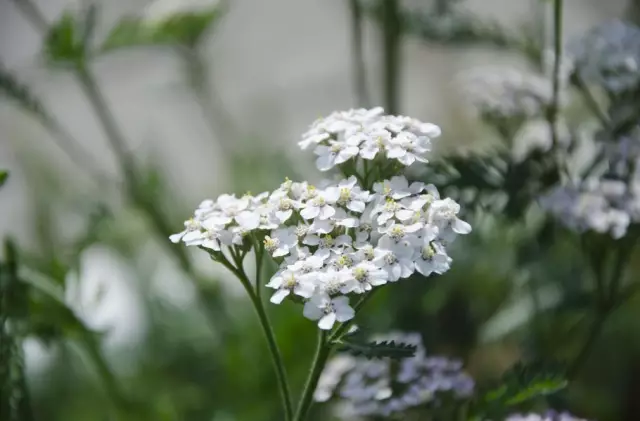 Yarrow - Useful Properties, Application, Contraindications