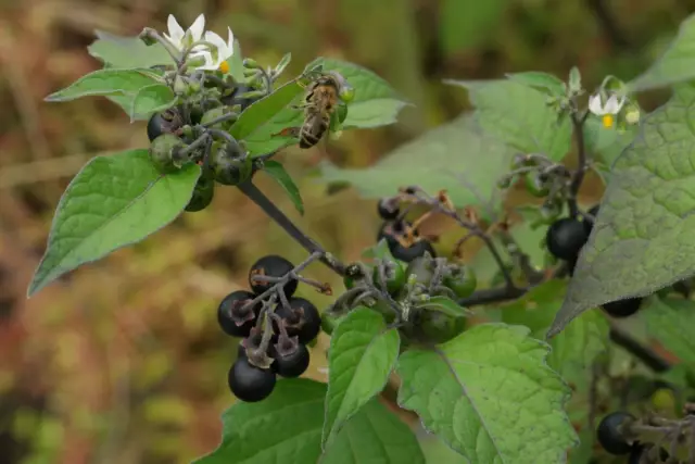 Nightshade Black, Red - Useful Properties, Application