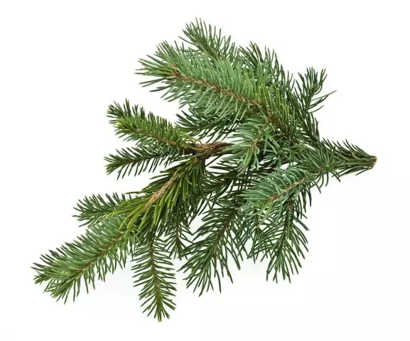 Fir - Useful Properties, The Use Of Oil And Needles, Indications