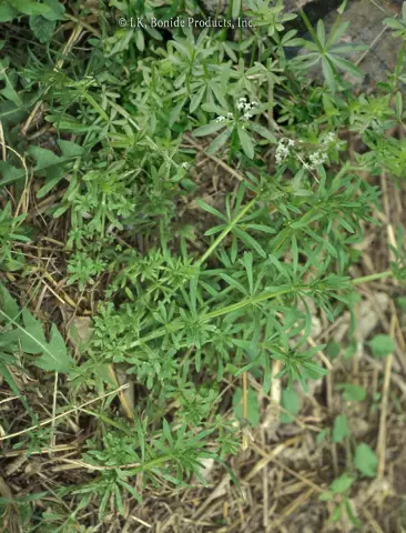 Bedstraw - Useful Properties, Application, Indications