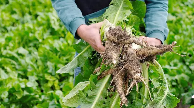 Chicory - The Benefits Of The Root, Indications For Use, Harm