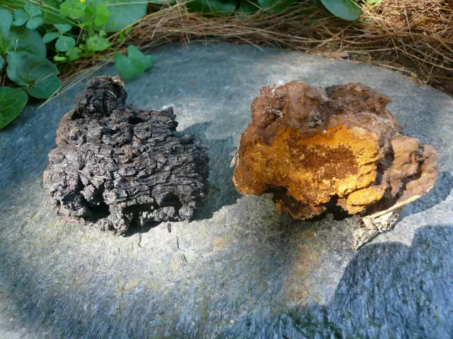 Chaga - Indications For Use, Useful Properties, Treatment