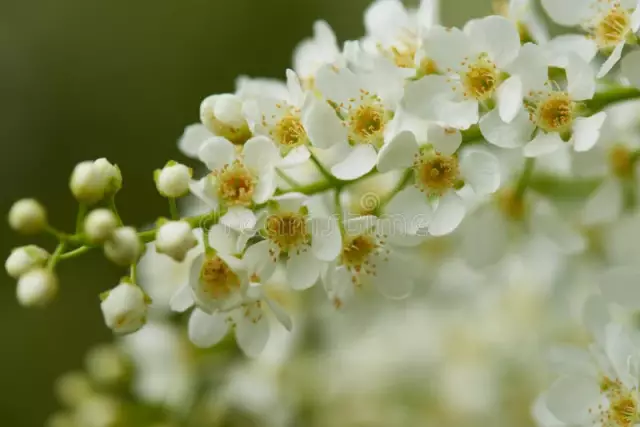 Bird Cherry Ordinary - Useful Properties, Application