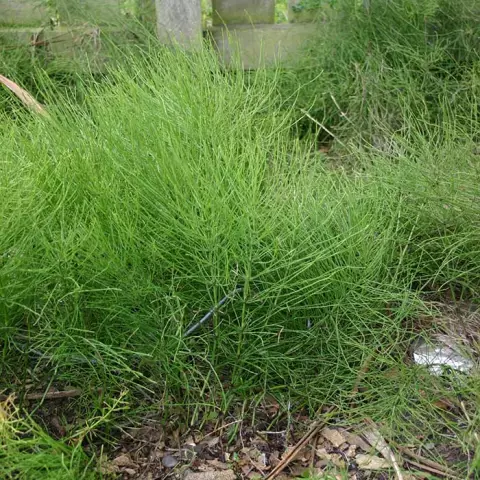 Field Horsetail - Application, Contraindications, Composition, Useful Properties