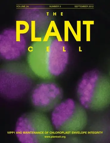 Essential Phospholipids - Instructions For Use, Reviews, Analogues