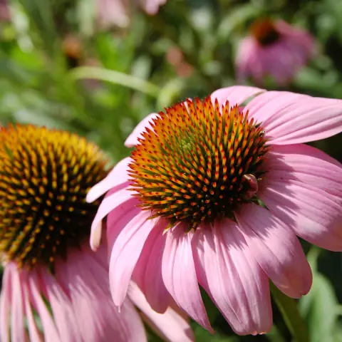 Echinacea Purpurea - Medicinal Properties, Benefits, Contraindications