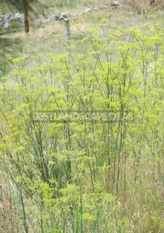 Fennel - Beneficial Properties, Use Of Fruits And Leaves